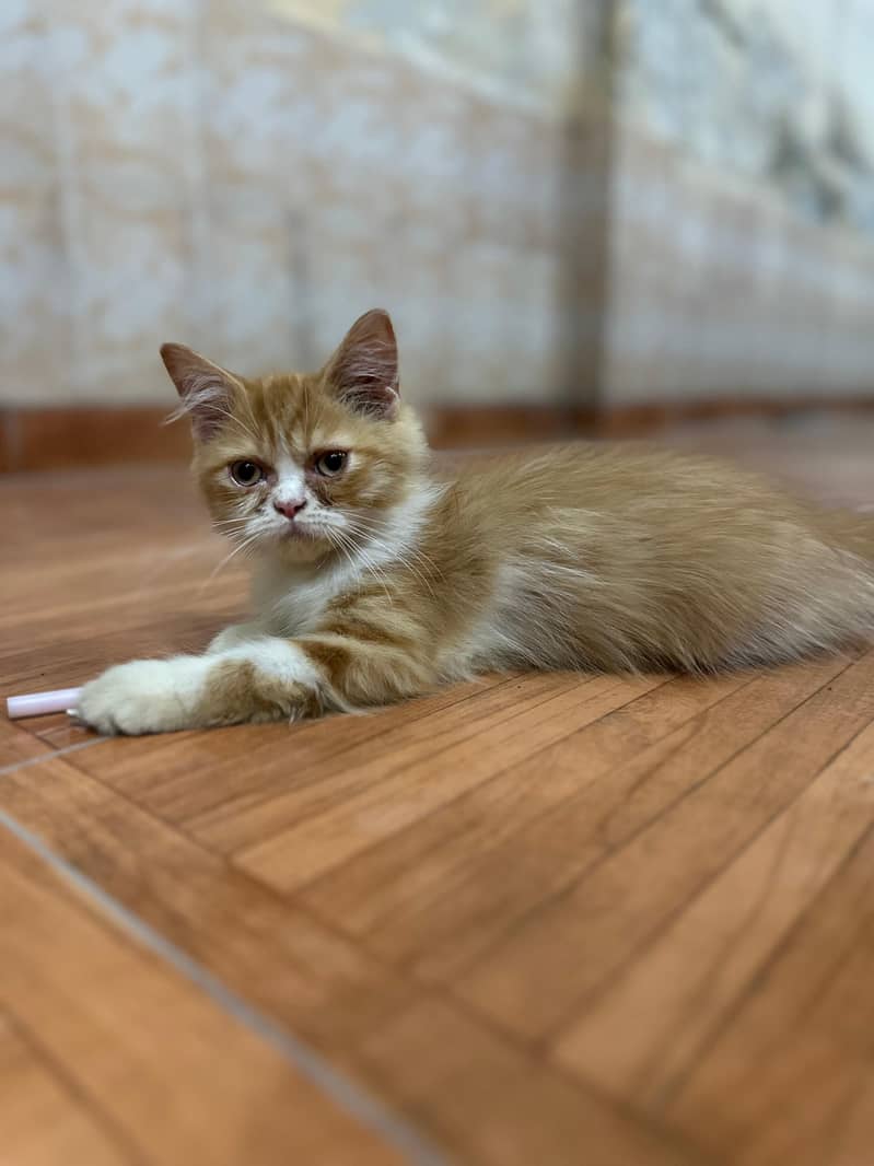 Persian cat 5