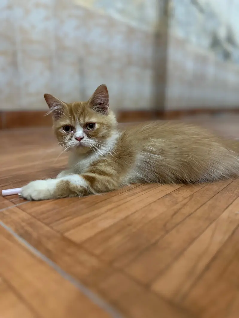 Persian cat — photo 6
