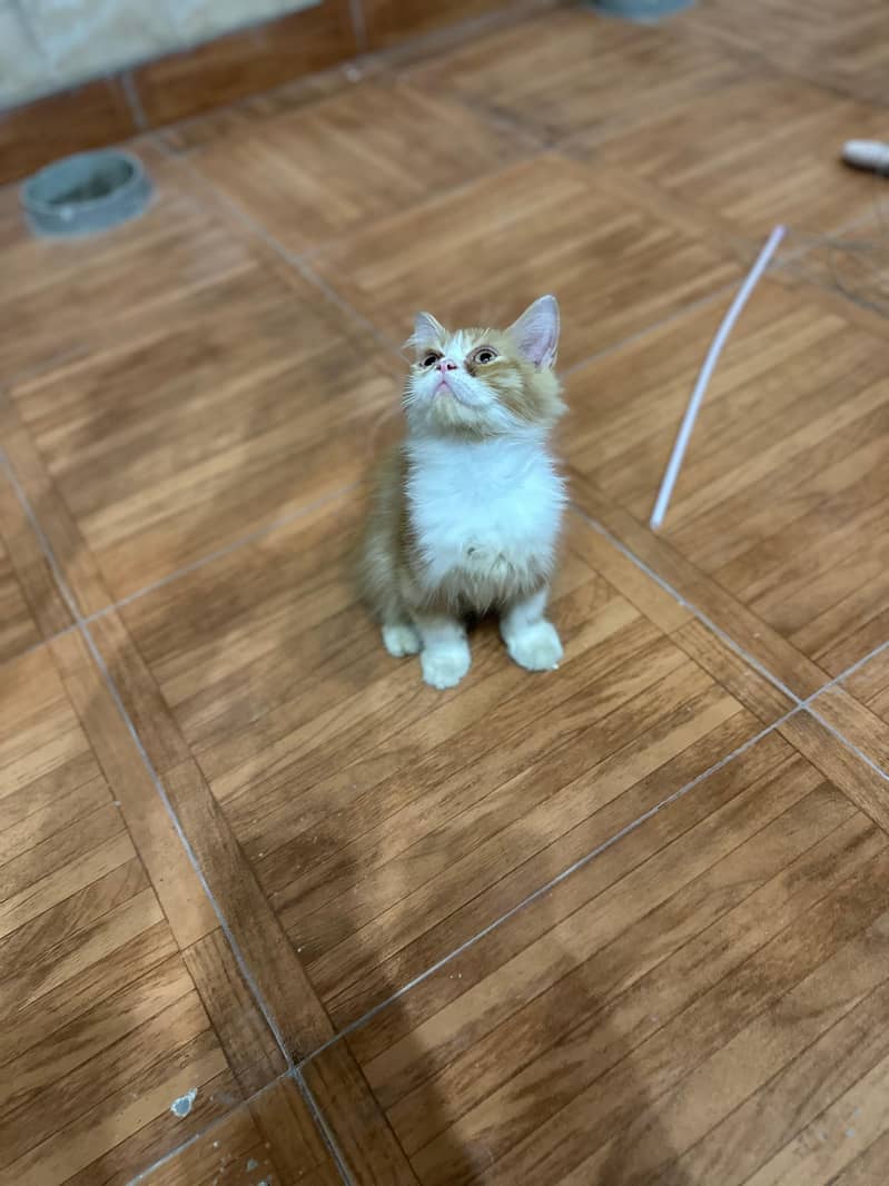 Persian cat 6