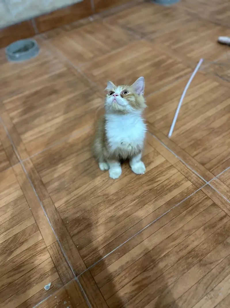 Persian cat — photo 7