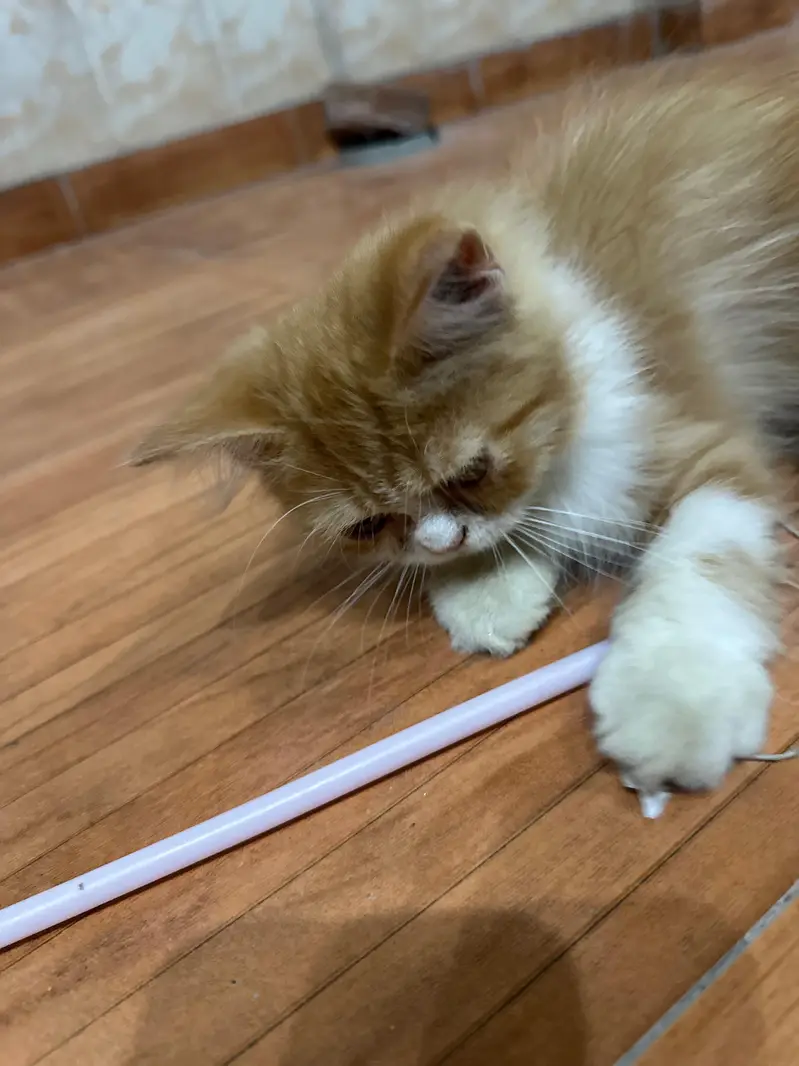 Persian cat — photo 8