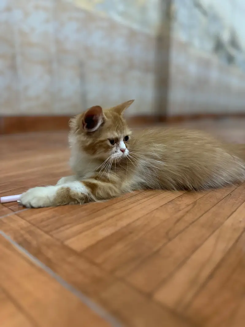 Persian cat — photo 9