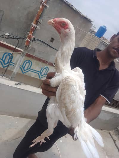 King size shamo female active and helthy || Shamo patha .