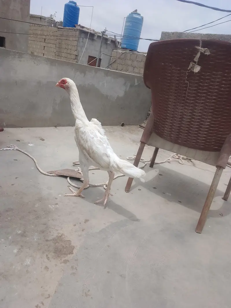 King size shamo female active and helthy || Shamo patha . — photo 5