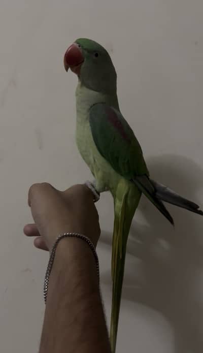 Raw Hande tame female for sale