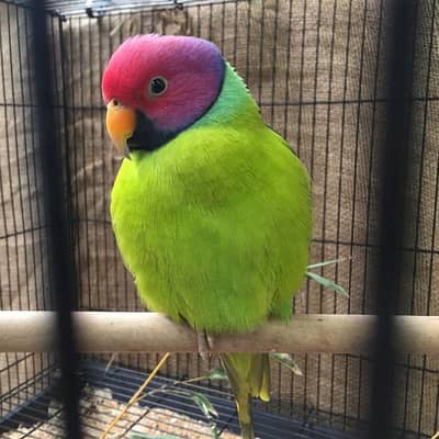 Plum head parakeet @parrot #parrot