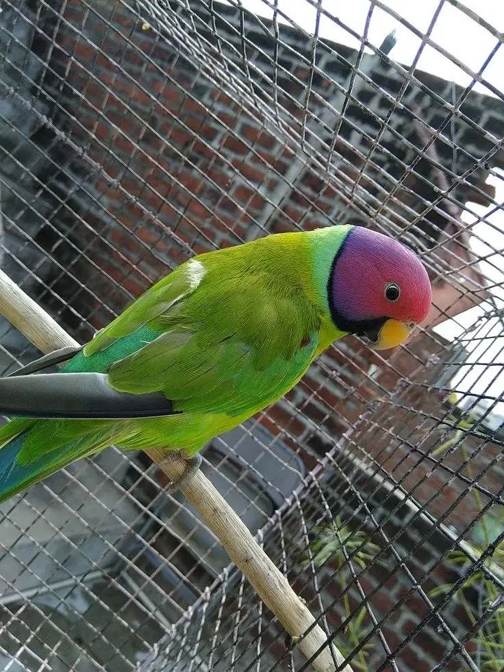 Plum head parakeet @parrot #parrot — photo 2