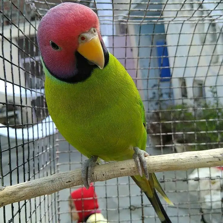 Plum head parakeet @parrot #parrot — photo 3