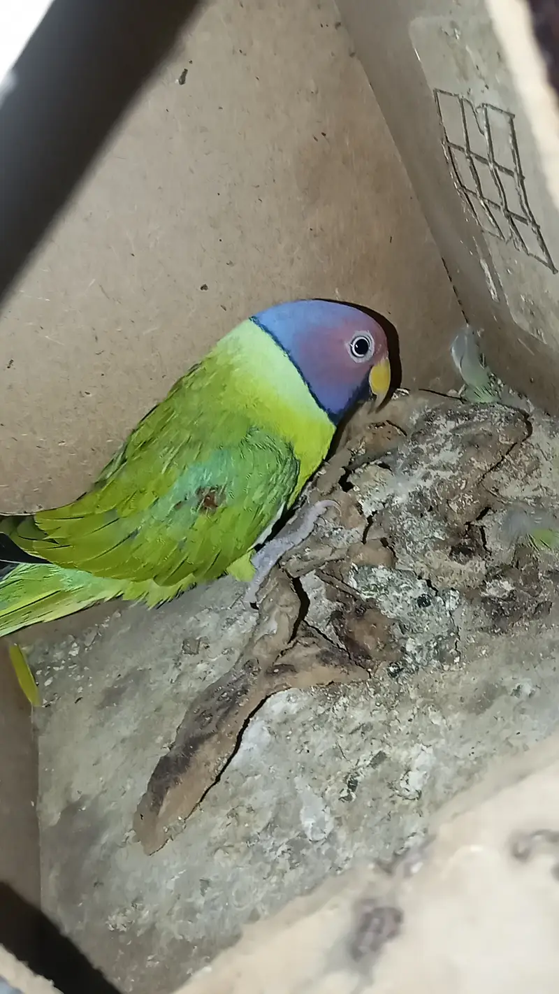 Plum head parakeet @parrot #parrot — photo 4