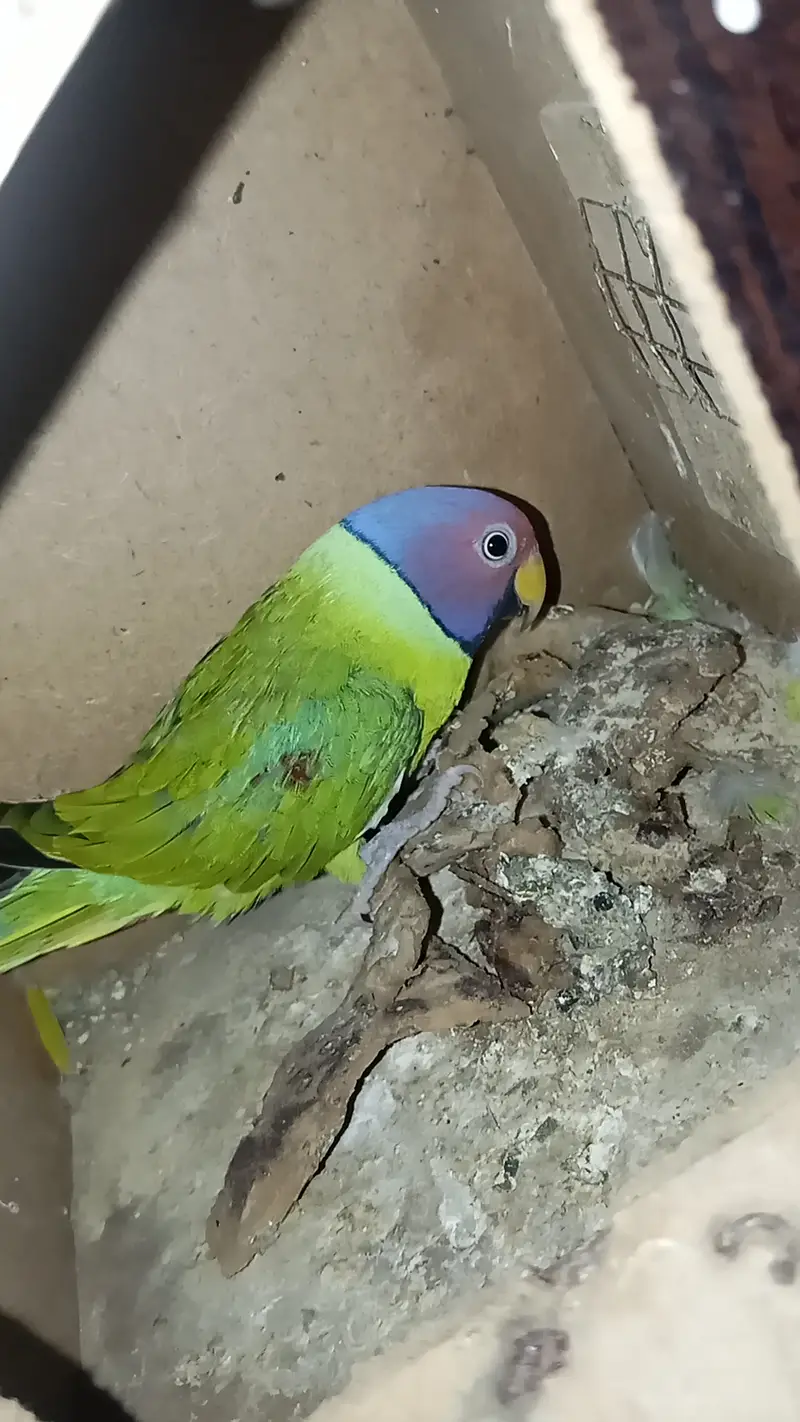 Plum head parakeet @parrot #parrot — photo 5