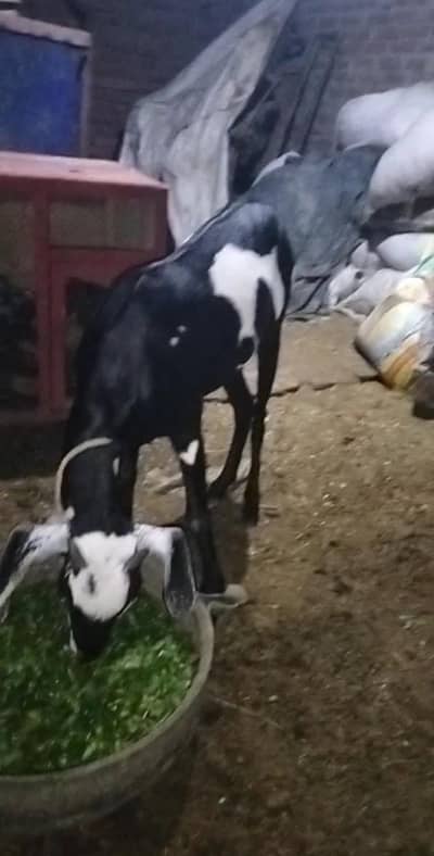 4 Dant bakri MASHALLAH full Active