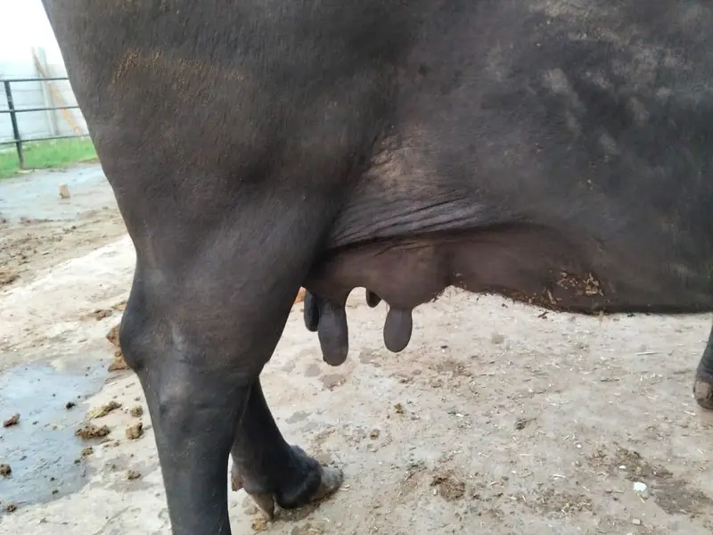 ,کھنگر چھوٹی,گائے — photo 3