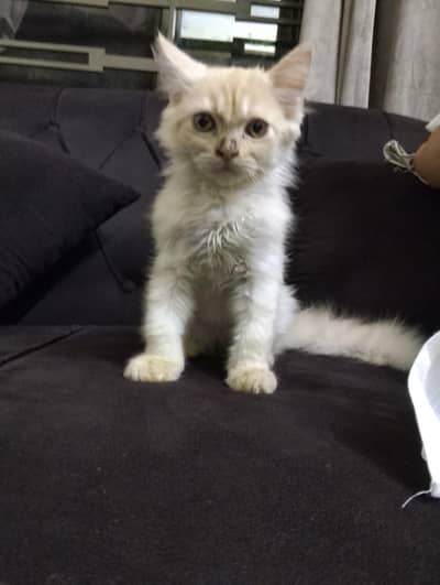 male Persian cat