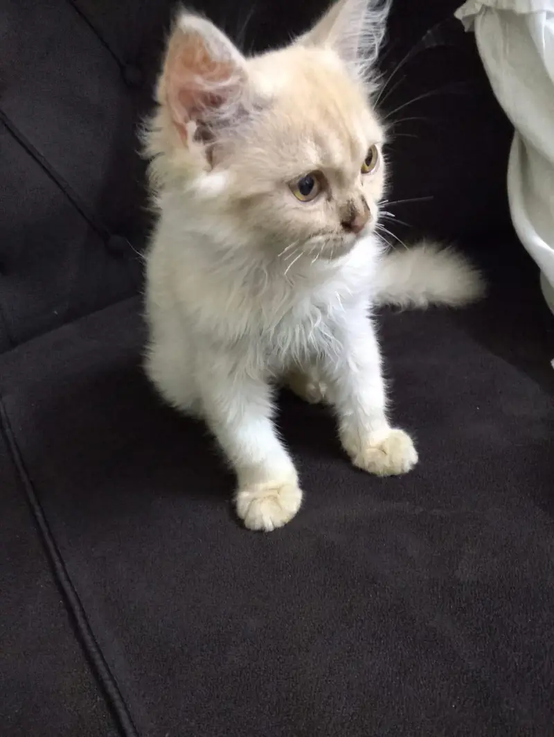 male Persian cat — photo 2