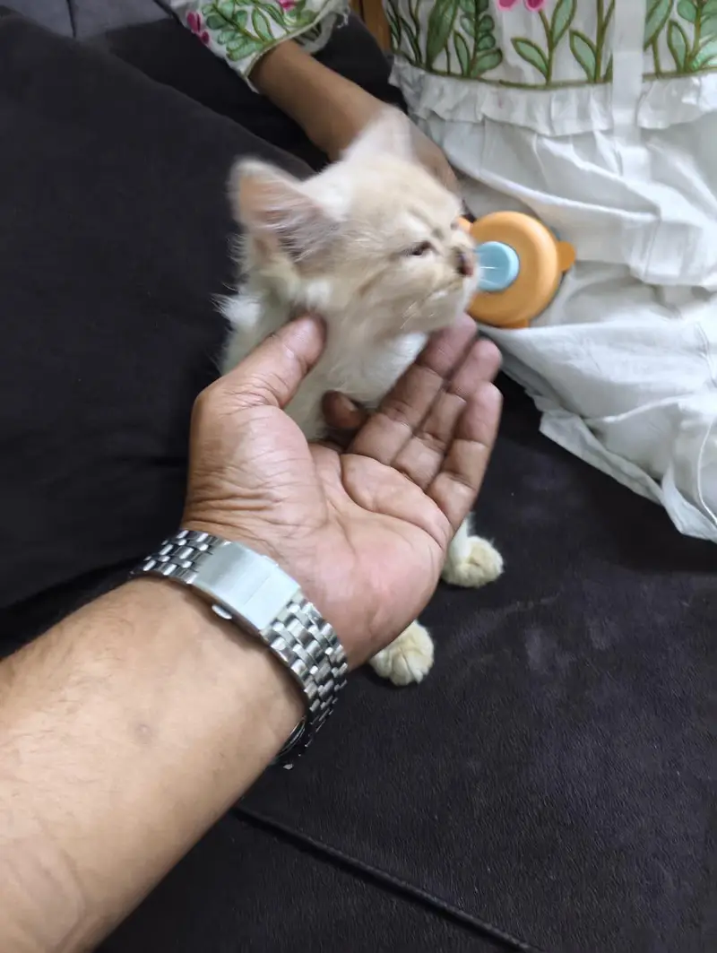 male Persian cat — photo 3