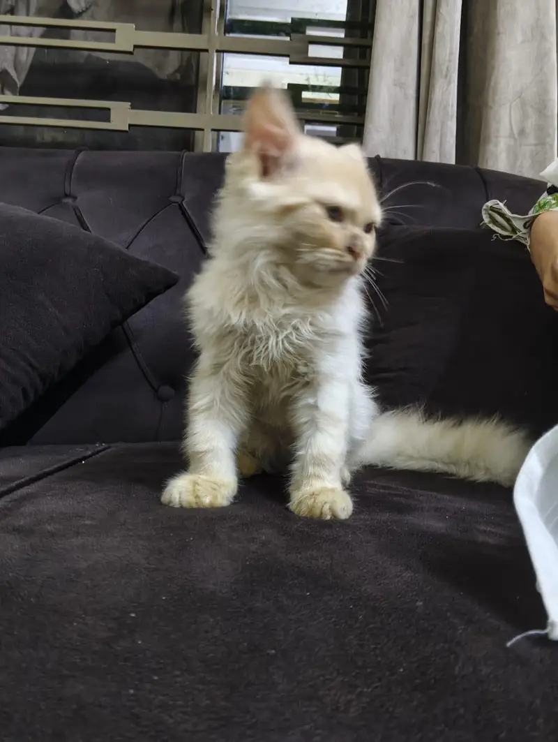 male Persian cat — photo 4