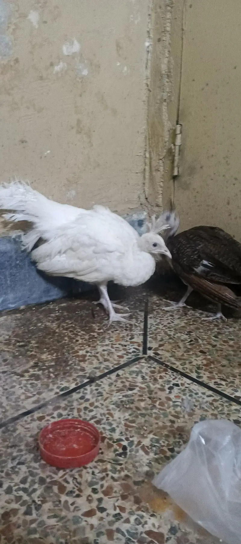 peacock chick's available — photo 2