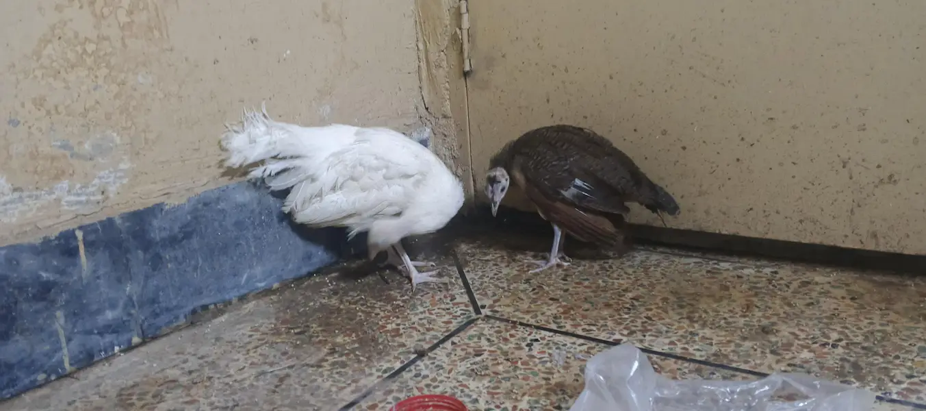 peacock chick's available — photo 3