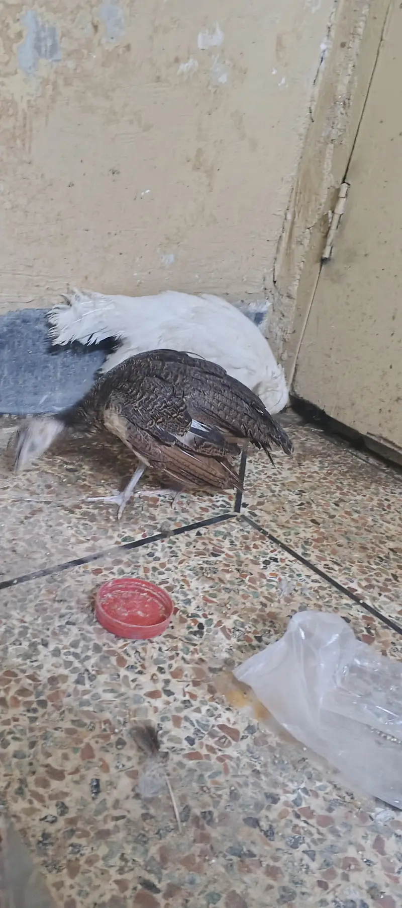 peacock chick's available — photo 5