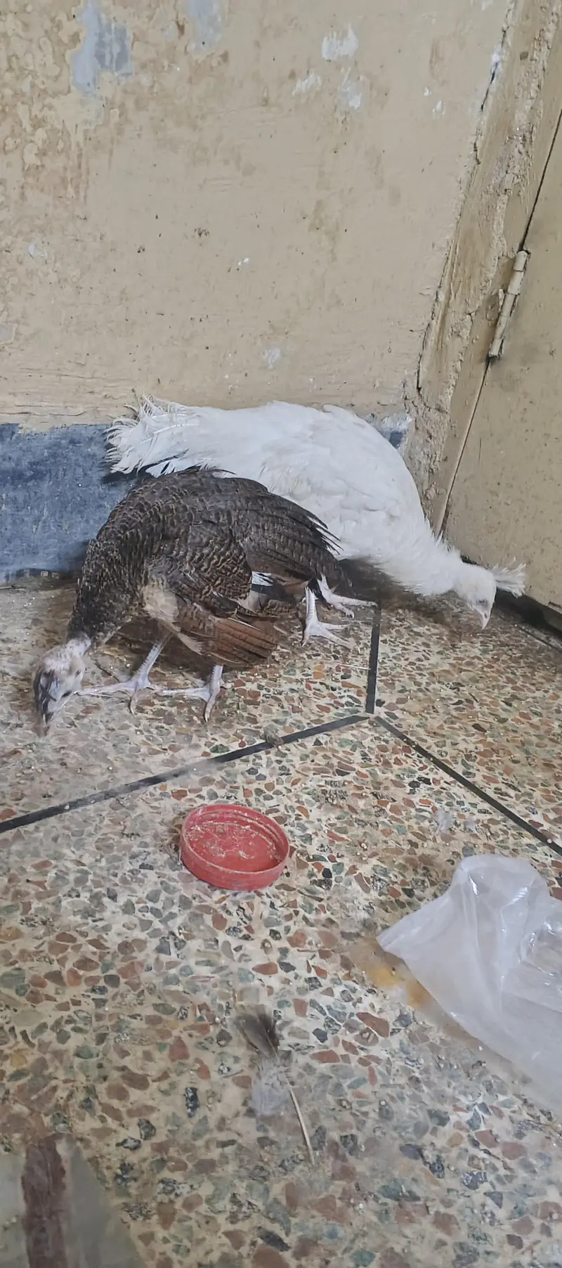 peacock chick's available — photo 6