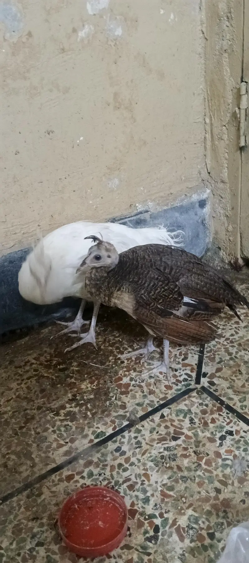 peacock chick's available — photo 9