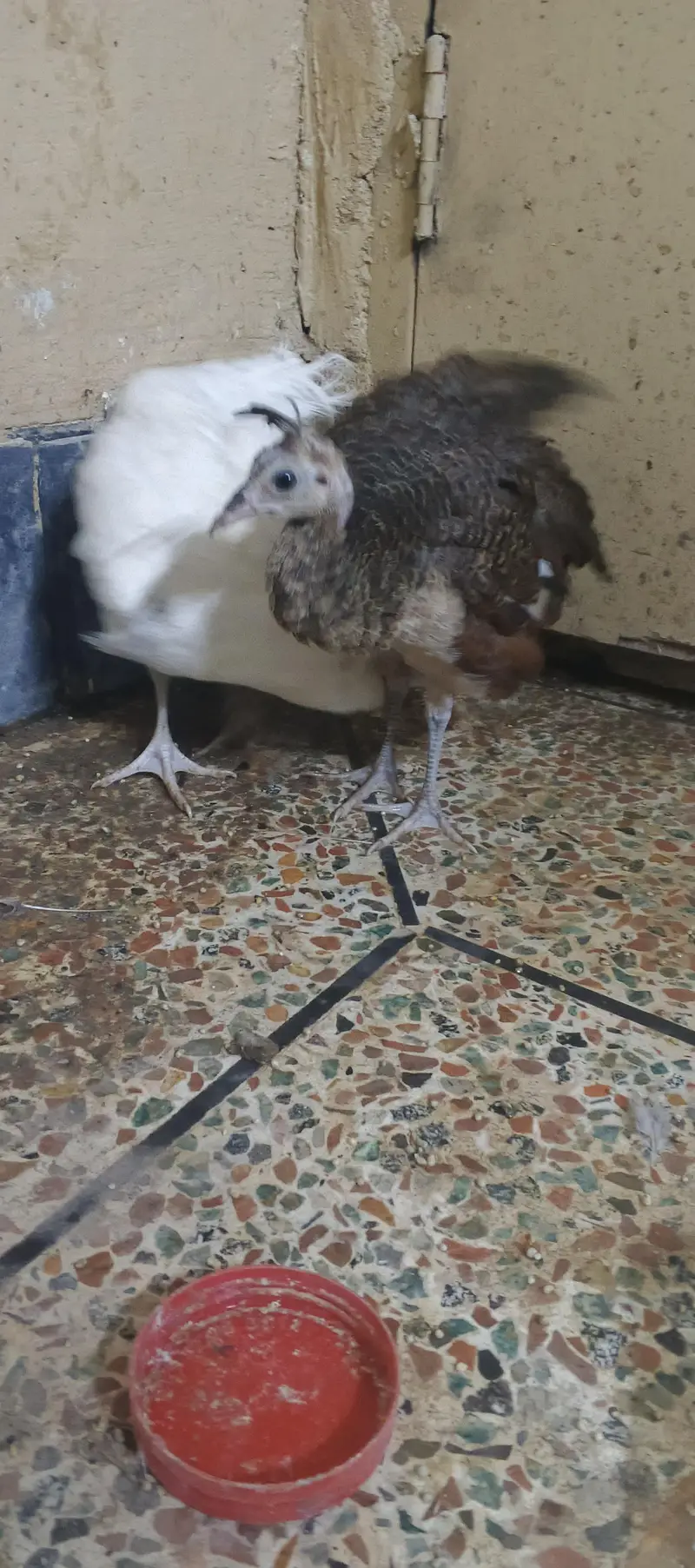 peacock chick's available — photo 11