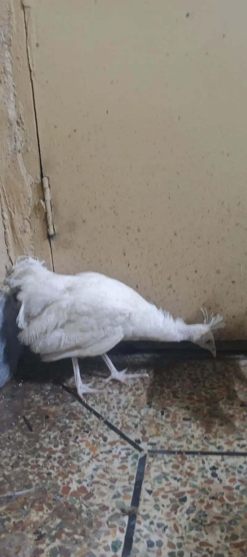 peacock chick's available — photo 12