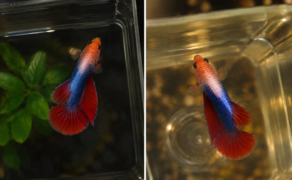 Betta fish available 2