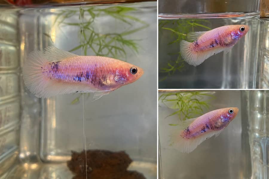 Betta fish available 4