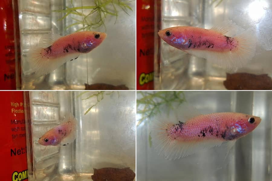 Betta fish available 5