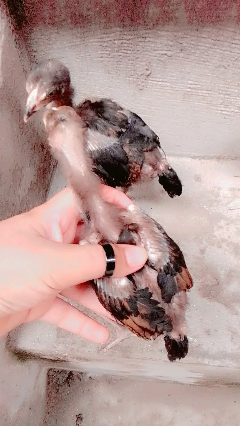 aseel chicks available ha — photo 2