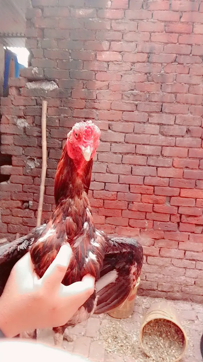 aseel chicks available ha — photo 4