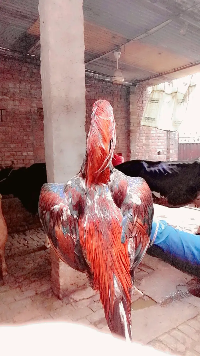aseel chicks available ha — photo 5