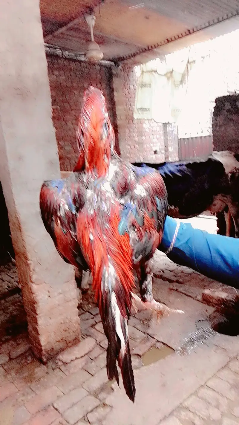 aseel chicks available ha — photo 6