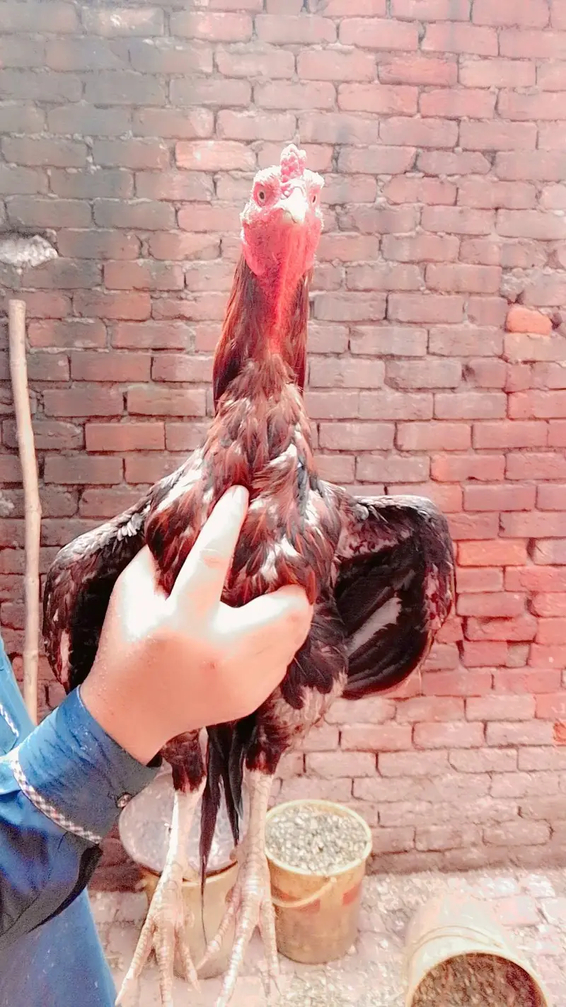 aseel chicks available ha — photo 7
