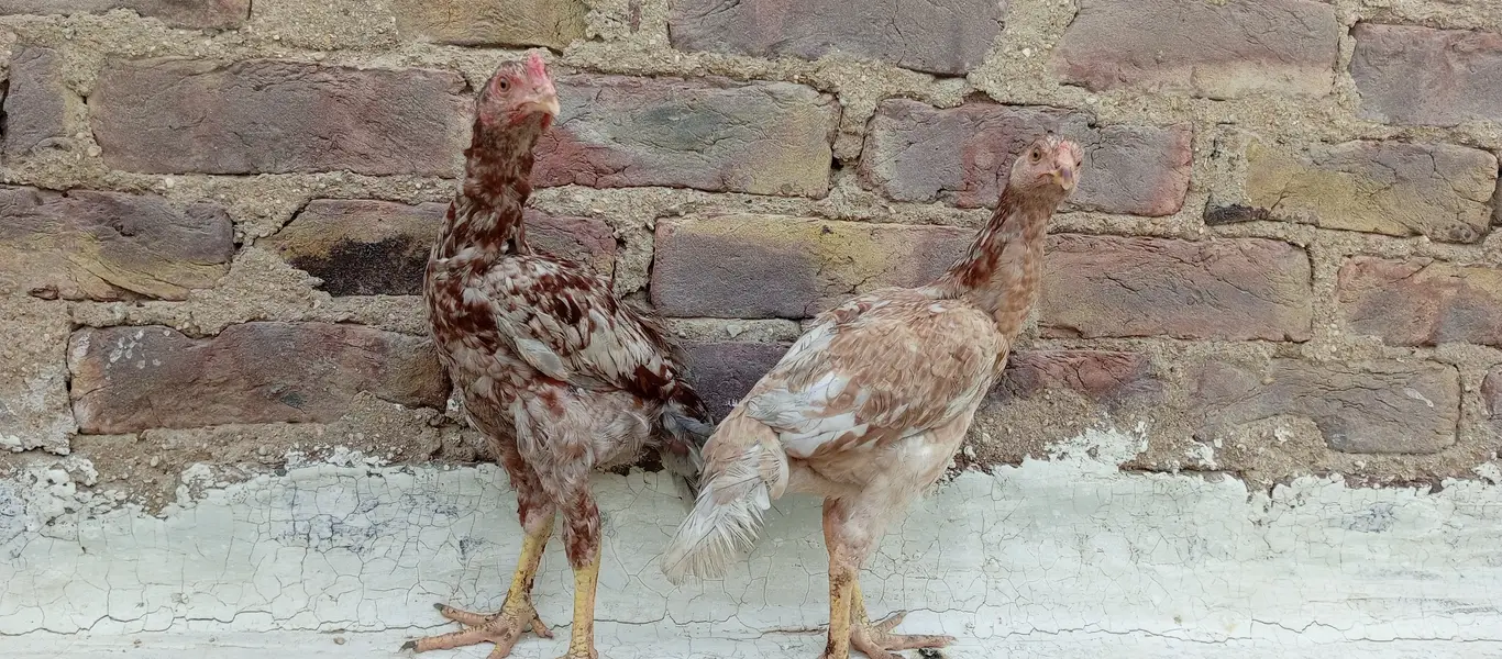 Aseel pair — photo 5