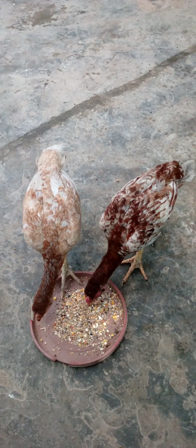 Aseel pair — photo 6