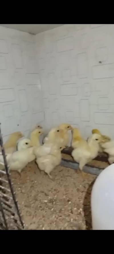 white Shamo chicks contact 03294355315