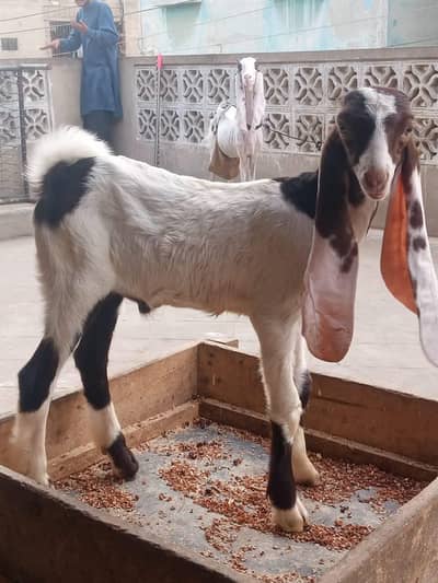 MashaAllah Ghar Ke Palay Hue 3 Sehatmand Bakray For Sale - Karachi