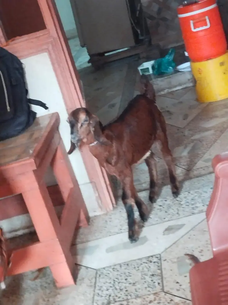 MashaAllah Ghar Ke Palay Hue 3 Sehatmand Bakray For Sale - Karachi — photo 2