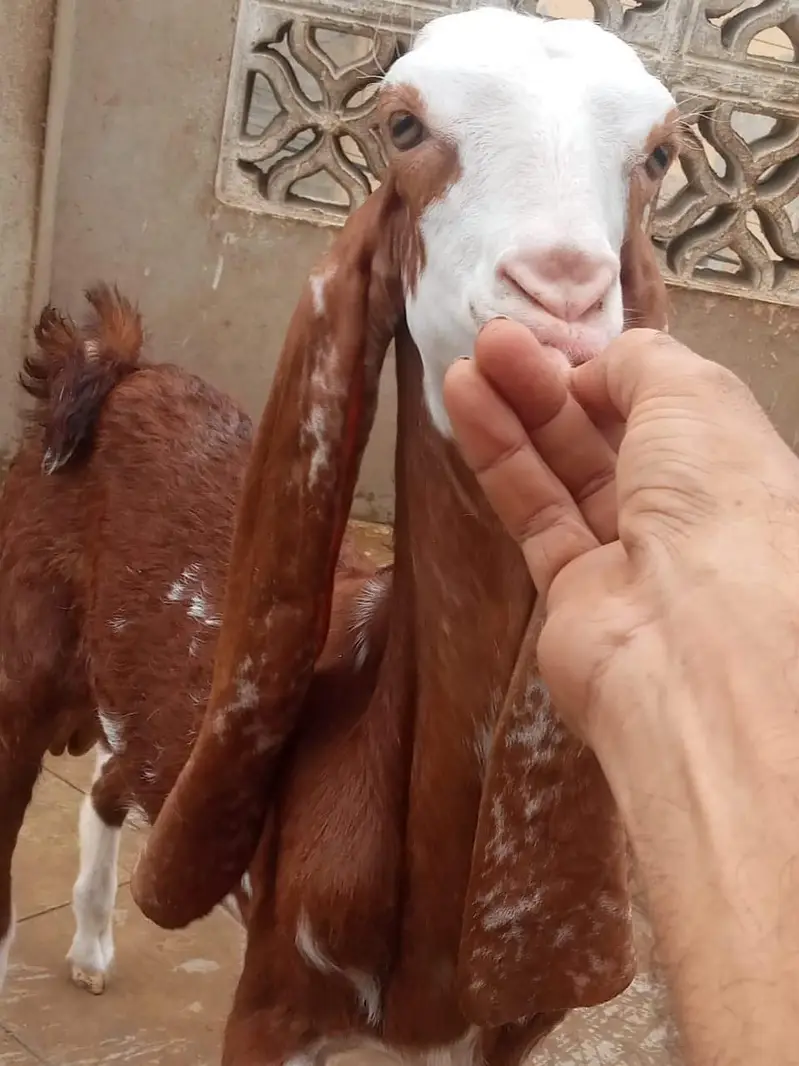 MashaAllah Ghar Ke Palay Hue 3 Sehatmand Bakray For Sale - Karachi — photo 3