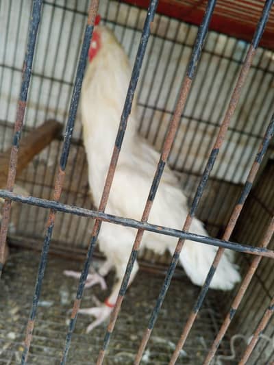 Heera/ white aseel chicks for sale