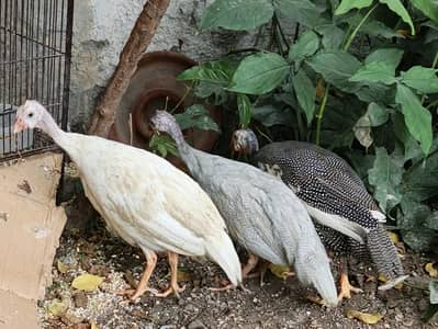 Guinea Fowl  Different Colors