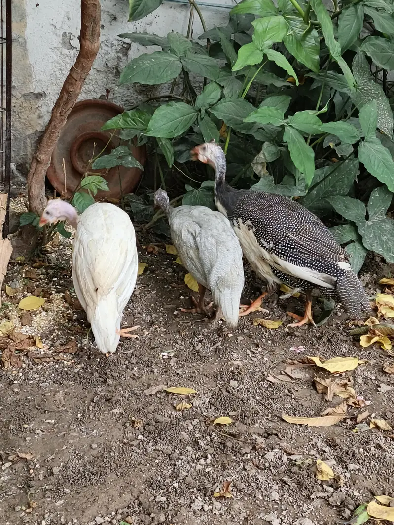 Guinea Fowl  Different Colors — photo 3