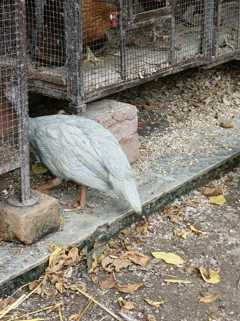 Guinea Fowl  Different Colors — photo 4