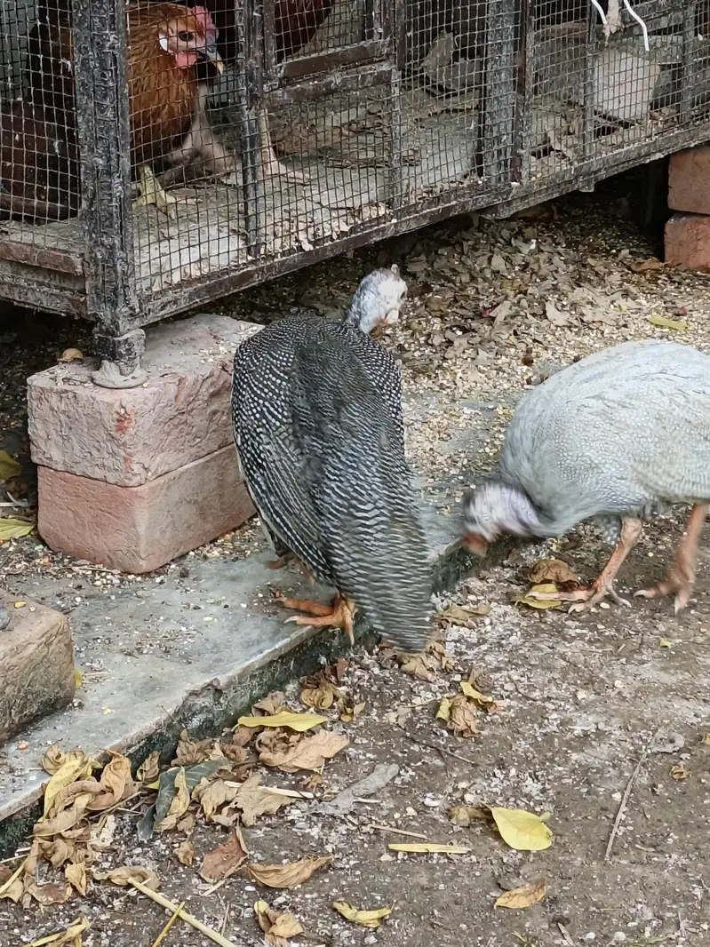 Guinea Fowl  Different Colors — photo 5