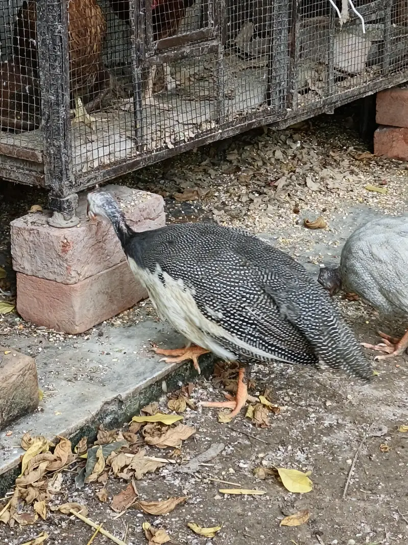 Guinea Fowl  Different Colors — photo 6