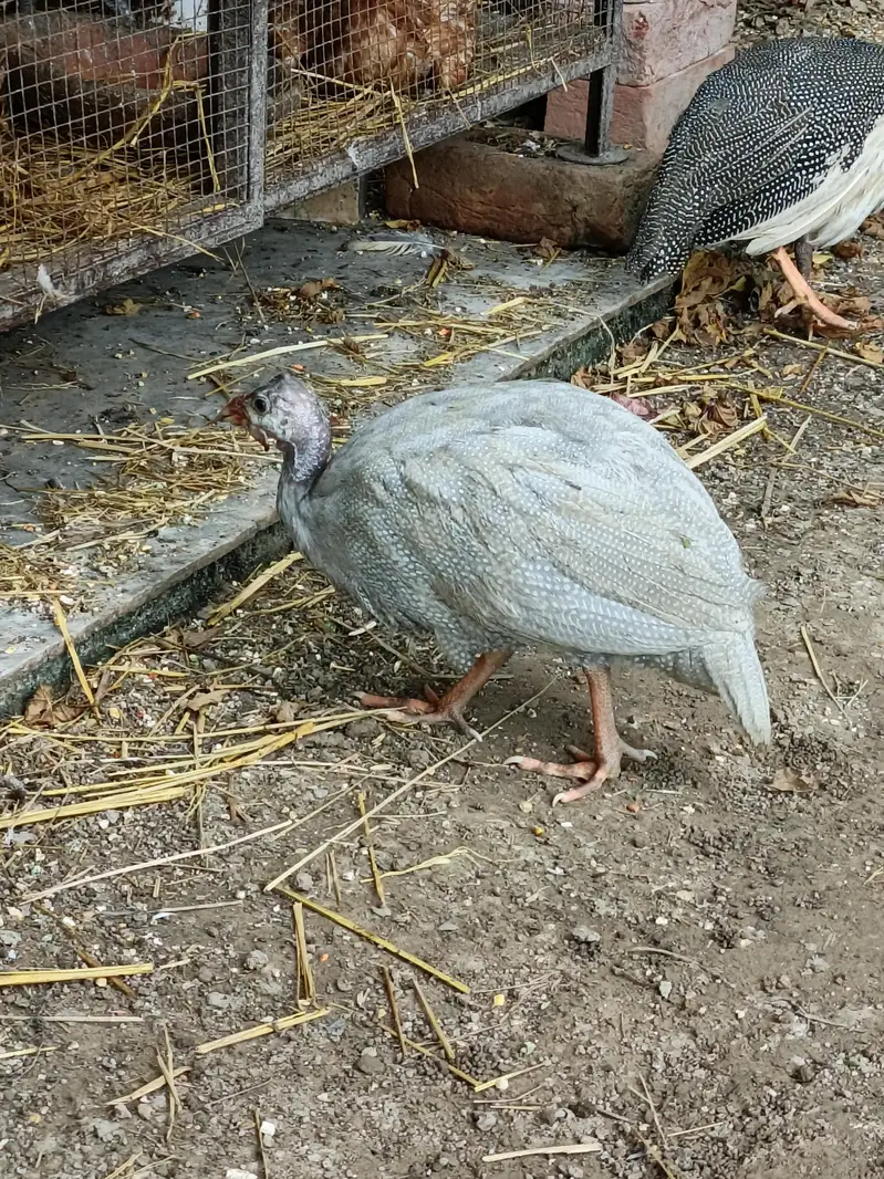 Guinea Fowl  Different Colors — photo 7