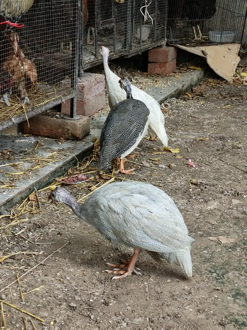 Guinea Fowl  Different Colors — photo 8