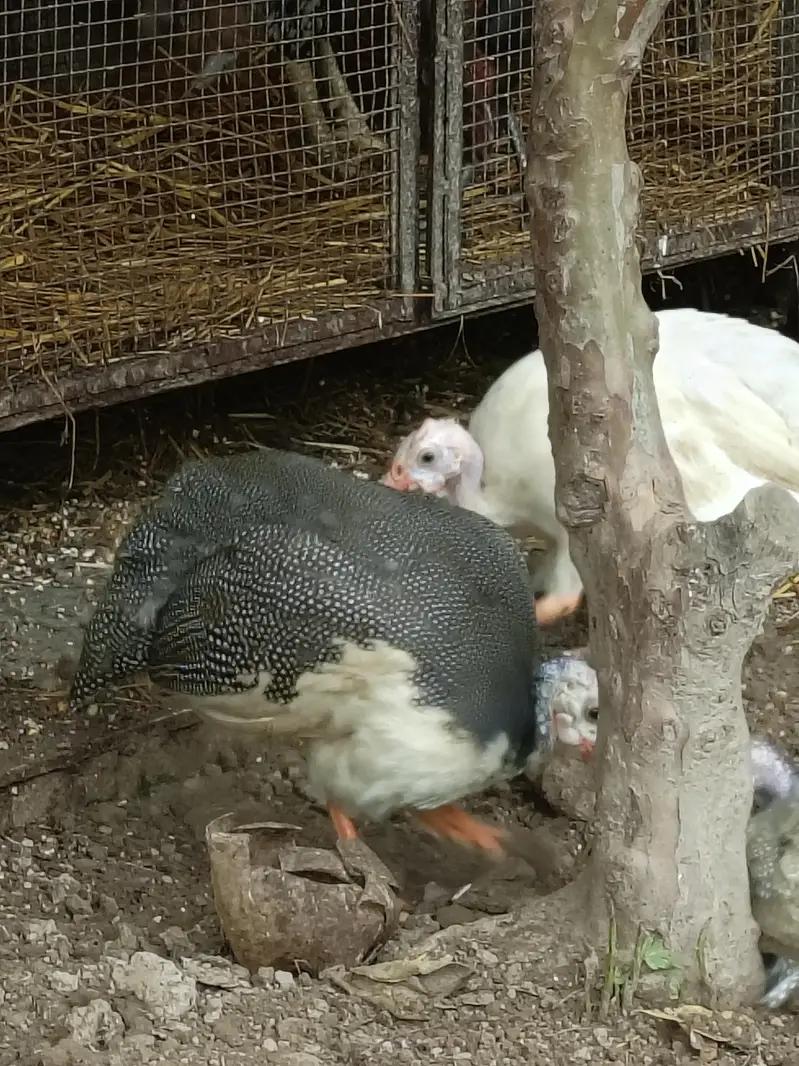 Guinea Fowl  Different Colors — photo 9